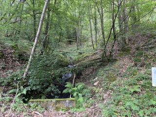 FONTRIEU - LA FOREET DE MONTAGNOL-tarn