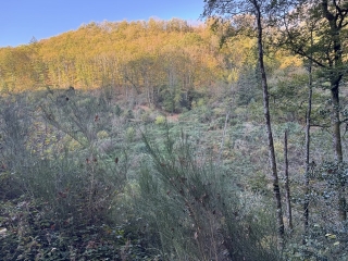 LE BEZ - CHEMIN DES TROIS VILLAGES-tarn