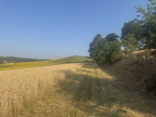 GAILLAC - OENORANDO CHEMIN DE POMPIRAC