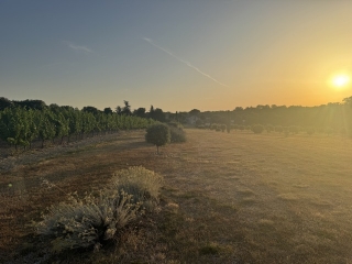 MILHAVET - OENORANDO-DE LA VIGNE A L OLIVIER-tarn