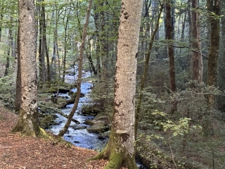 ARFONS - LE SENTIER DE LA PRISE D ALZEAU-tarn