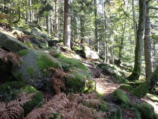 MOUSSEY : LES ROUGES TERRES ET LES HAUTES CHAUMES-vosges